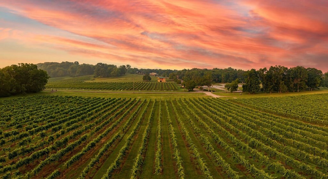 Sunset over the vineyard rows at Arrington Vineyards